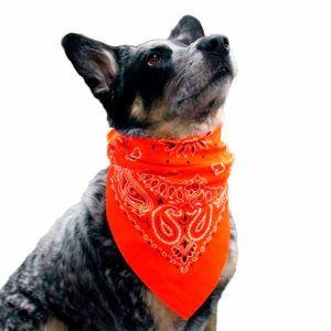 Lenços para Pet Personalizados